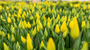 Царство тюльпанов: смотрим на цветы, которые подготовили к <nobr class="_">8 Марта</nobr> — самый весенний и яркий репортаж