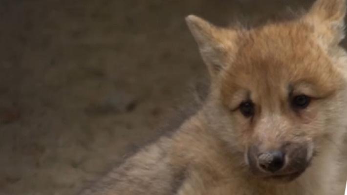 Озорные и кусачие: Новосибирский зоопарк показал игры полярных волчат — милое видео