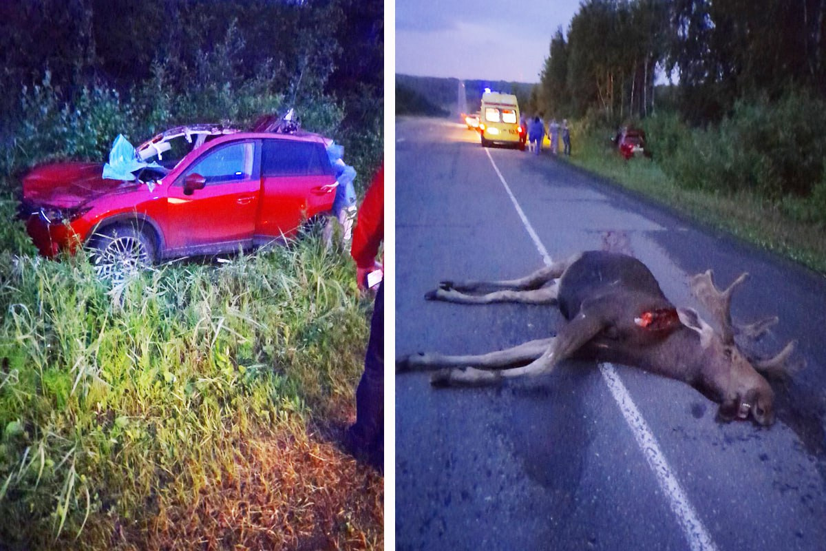 На трассе под Ачинском лось выскочил перед машиной: животное погибло, водительницу увезли на скорой