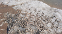 Новосибирцы сняли на видео тысячи мертвых мальков на берегу Обского моря