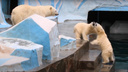 Белые медведицы подрались в Новосибирском зоопарке — причиной послужил резиновый мяч