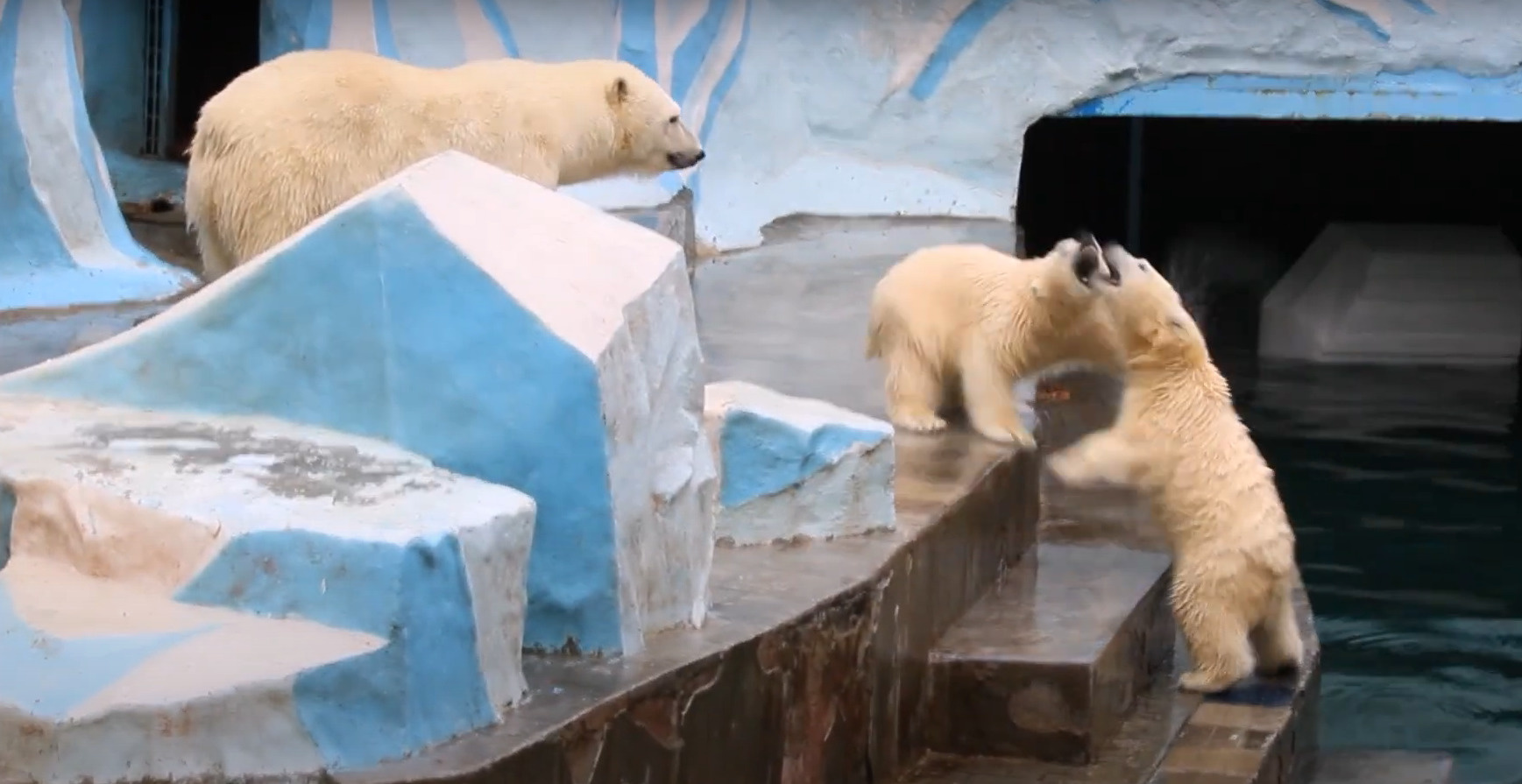 Белые медведицы подрались в Новосибирском зоопарке — причиной послужил резиновый мяч