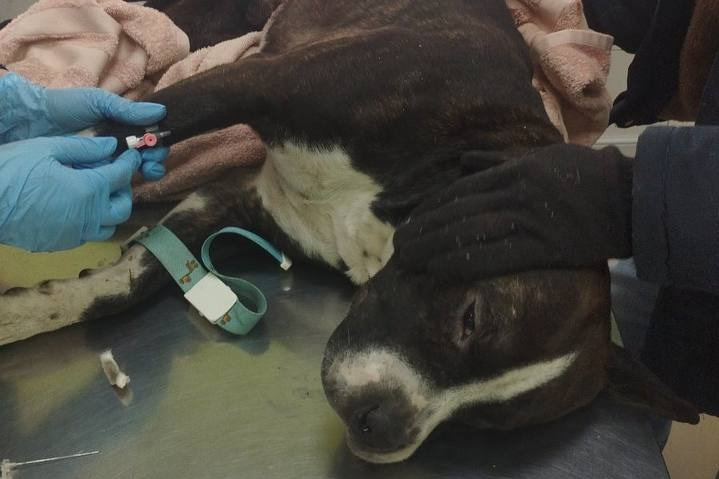 Собаку с ножевыми ранениями обнаружили в Чите
