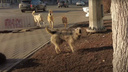 Не провоцируйте: чиновники рассказали, как самарцам защититься от укусов бездомных собак