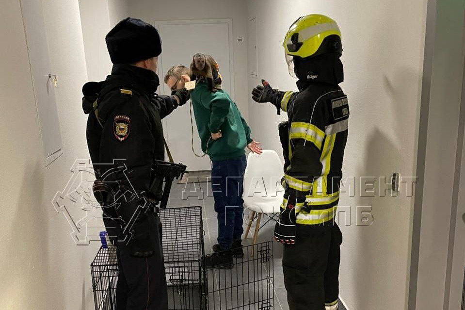 Капуцин Мася разнервничался из-за за ссоры и напал на родственника своего хозяина Капуцин Мася разнервничался из-за за ссоры и напал на родственника своего хозяина