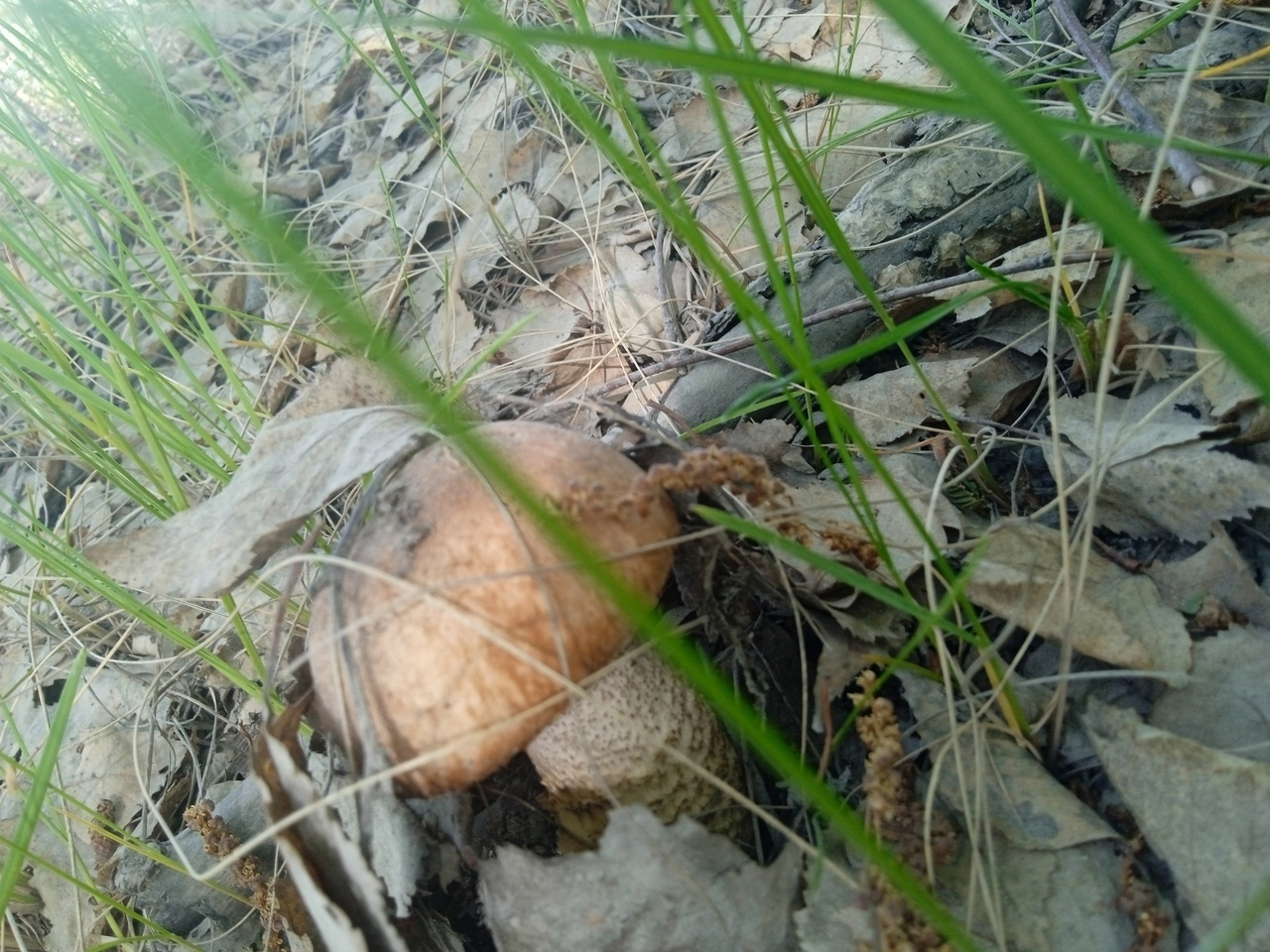 Первые подберезовики нашел грибник в Новосибирской области — смотрим красивые фото урожая