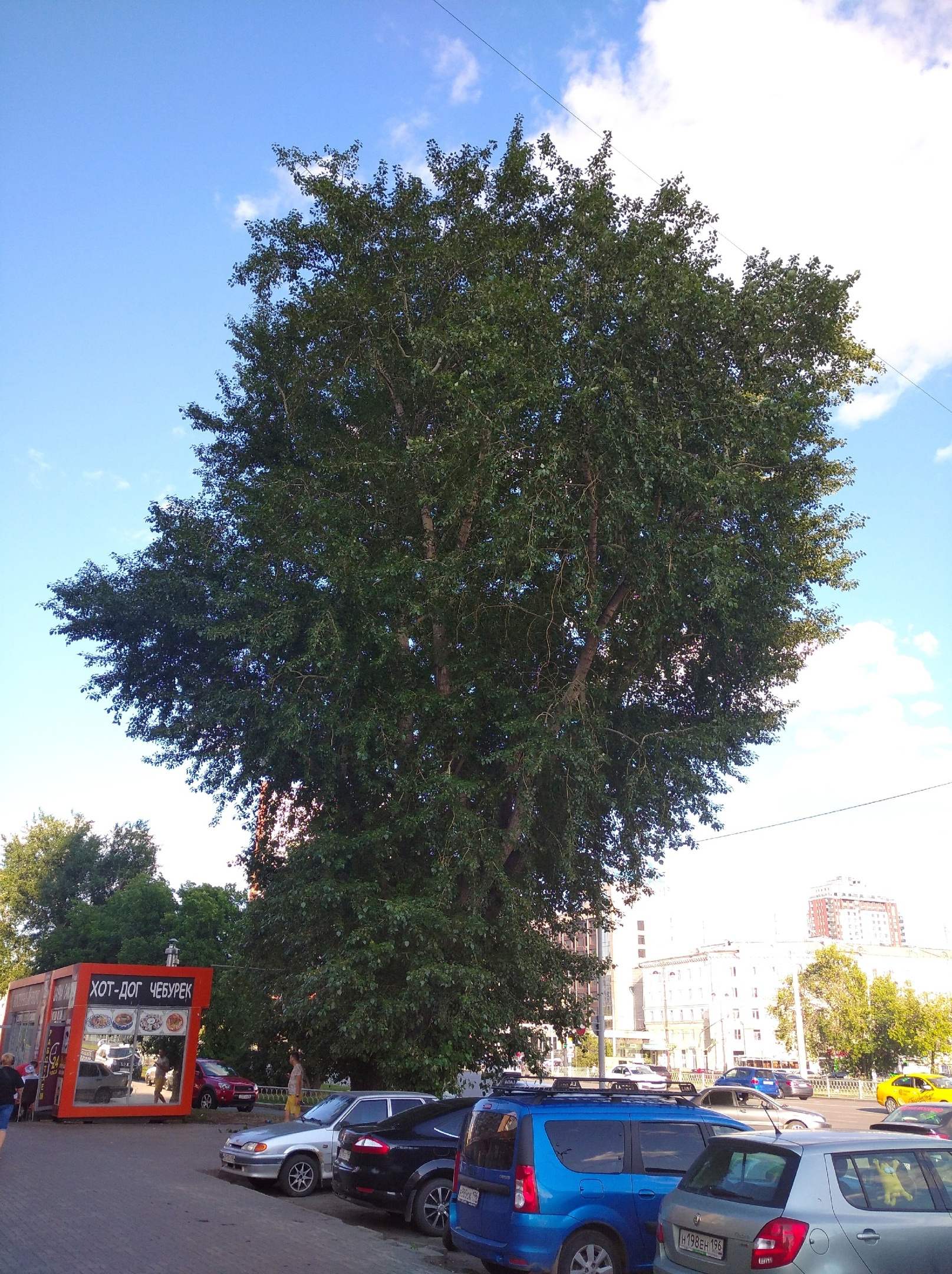 Можно заметить, что деревья в Екатеринбурге не брошены. Кто-то, похоже, придает ветвям форму.