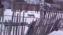 В Нижегородской области рядом со школой заметили дикую рысь — видео