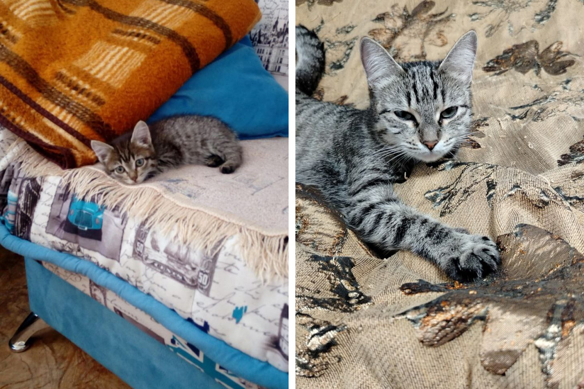На фото Кнопке 2 месяца и 5 лет