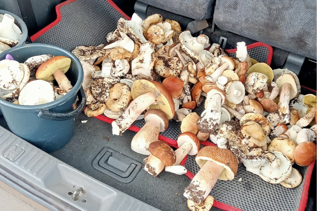 Наверняка часть грибов попала на сковороду