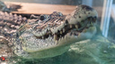Кузя в мраморе: как знаменитый крокодил из новосибирского магазина сантехники обзавелся богатым дном