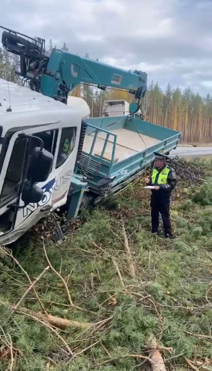 Фото гаи в кустах