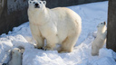 И их увезут? Что будет с белыми медвежатами в Новосибирском зоопарке — ответ директора