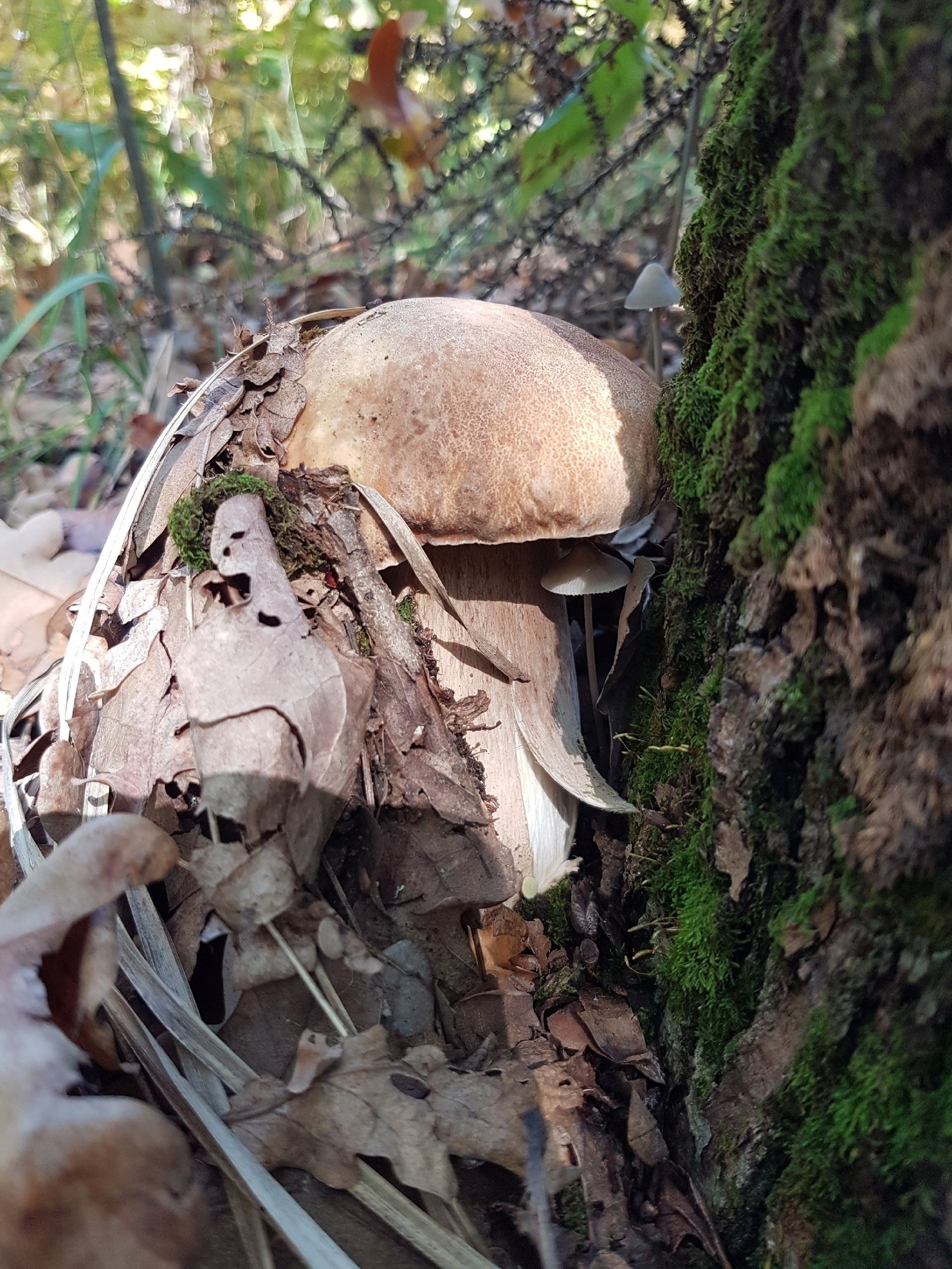 Белый гриб — настоящая удача для грибников
