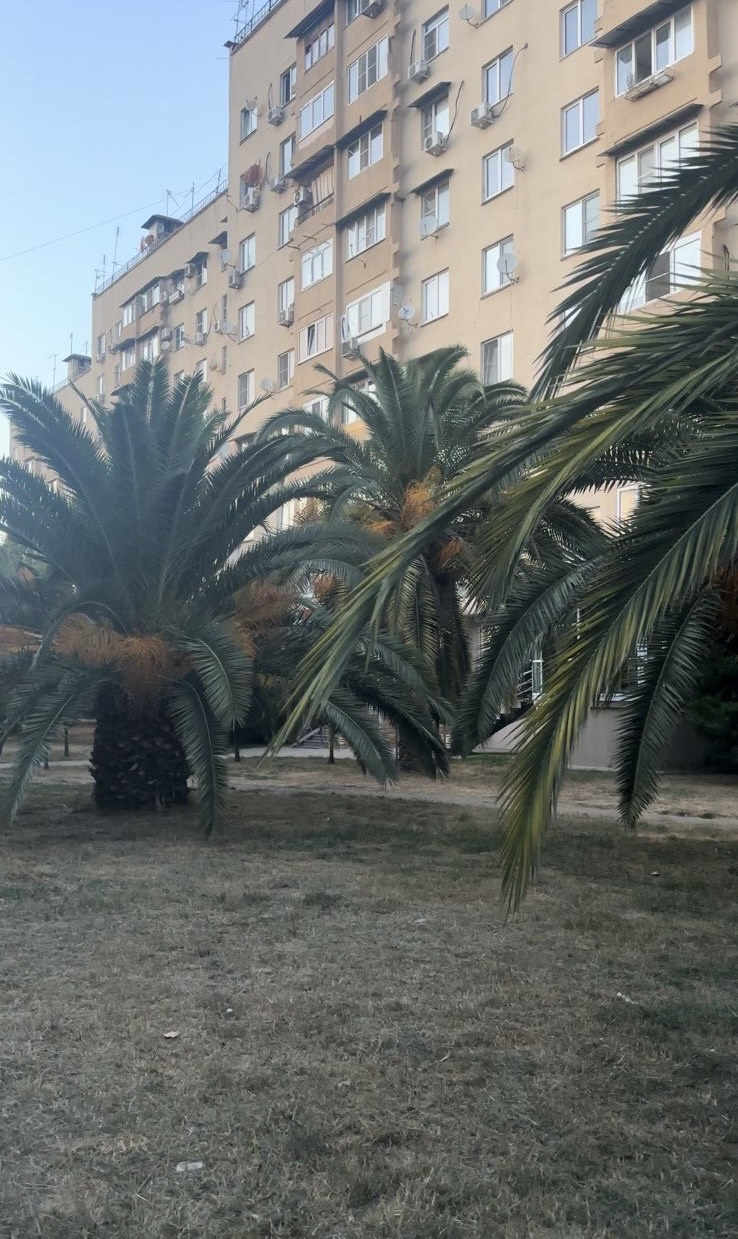 Так пальмы выглядели этим летом