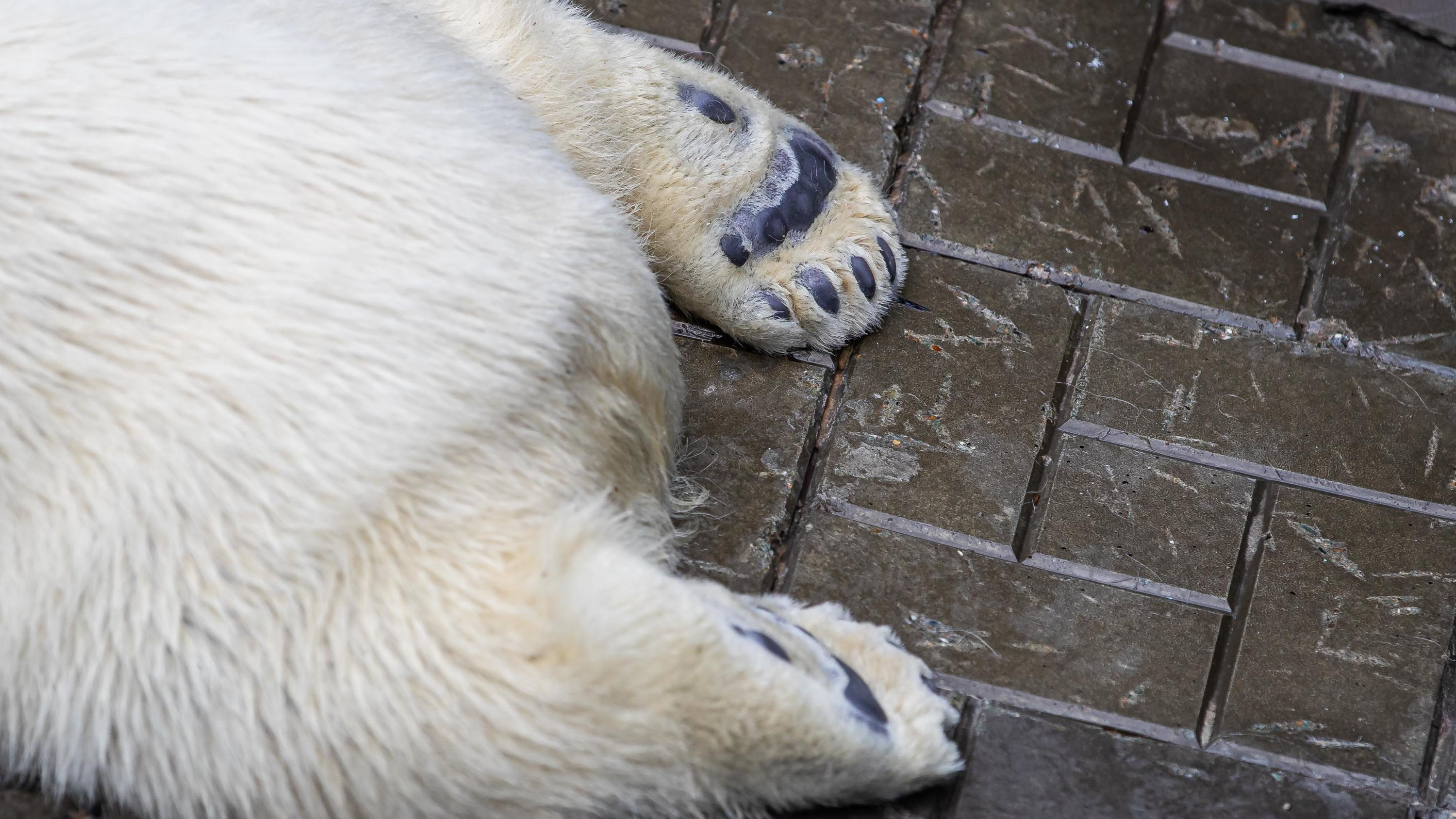 Белые медведи в Новосибирском зоопарке. Новосибирский зоопарк внутри. Зоопарк новосибирск белые медведи