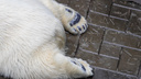«Чувствует себя замечательно»: белую медведицу Шайну из Новосибирского зоопарка отправили на родину автомата Калашникова