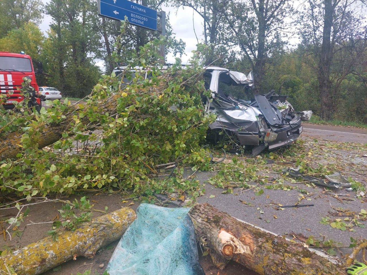 Упавшее на трассу дерево унесло жизнь водителя на подъезде к Гатчине