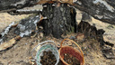 Собирают корзинами: новосибирские грибники ведрами везут из леса сморчковые шапочки — где они их находят