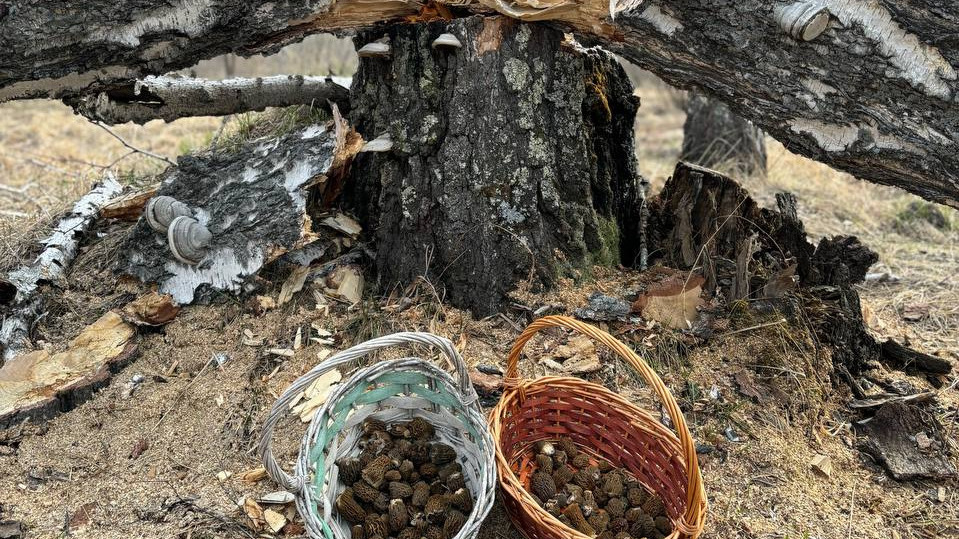 Собирают корзинами: новосибирские грибники ведрами везут из леса сморчковые шапочки — где они их находят