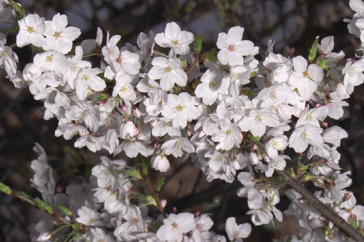 В Токио — пик цветения сакуры, потоками созерцающих управляют регулировщики