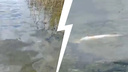 Плавает рядом с берегом: в Плещеевом озере в Ярославской области заметили мертвую рыбу. Видео