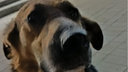 «Выстрелил прямо в глаз»: в Волгограде спасли расстрелянную живодером-рецидивистом собаку