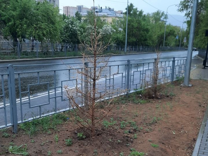 Несколько елей высохли на аллее Горького в Чите