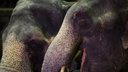 В Самаре у здания цирка покормят и искупают слонов