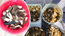 «Набрали около 50 литров»: новосибирцы ведрами собирают сморчки — смотрим фото урожая