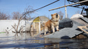 На ручках и вплавь: как животные переживают паводок в Самарской области. Душещипательный фоторепортаж