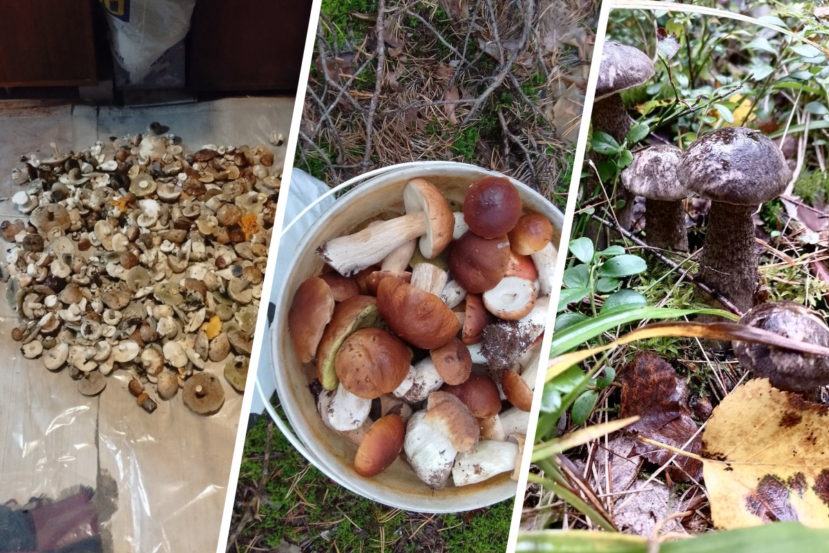 «Нашли подберезовиков три ведра». Публикуем топ мест, где в Нижегородской области корзинами собирают грибы