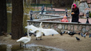 «Мы просили их ничем не кормить»: в парке под Волгоградом внезапно умерла пара лебедей