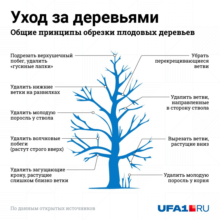 Общие принципы обрезки плодовых деревьев