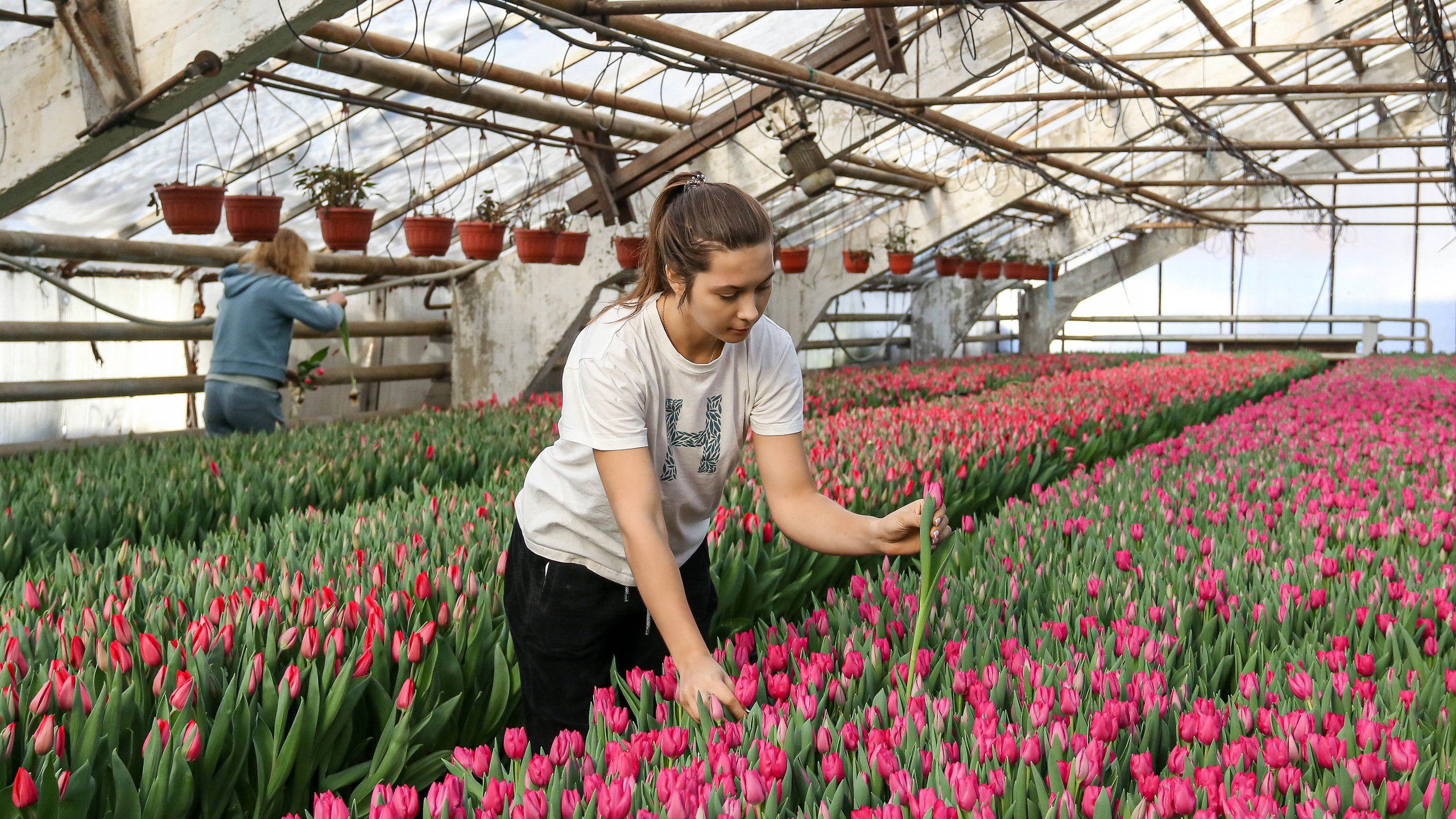 Наследница цветочного бизнеса. Как <nobr class="_">22-летняя</nobr> нижегородка зарабатывает десятки миллионов на тюльпанах