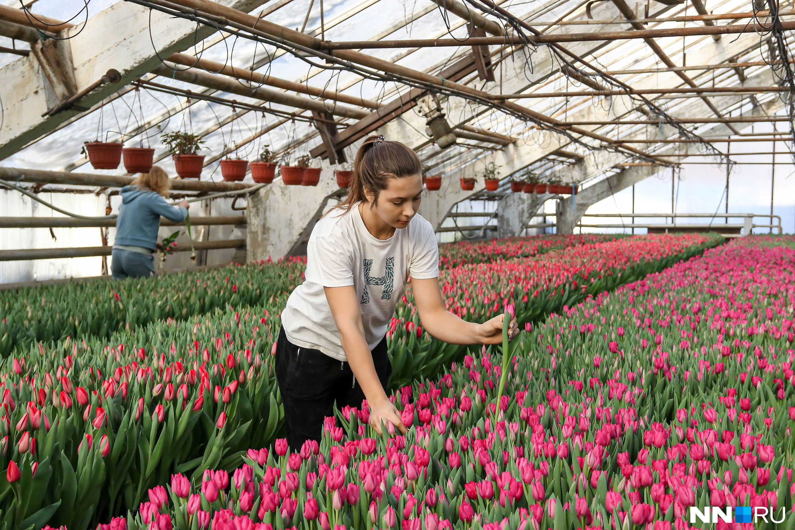 Наследница цветочного бизнеса. Как 22-летняя нижегородка зарабатывает десятки миллионов на тюльпанах