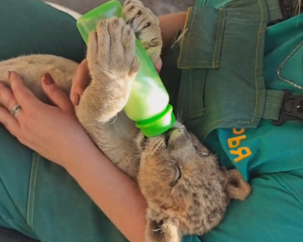 Аж за ушками трещит. В Барнаульском зоопарке из бутылочки и мясом выкармливают львят, от которых отказалась мама — видео