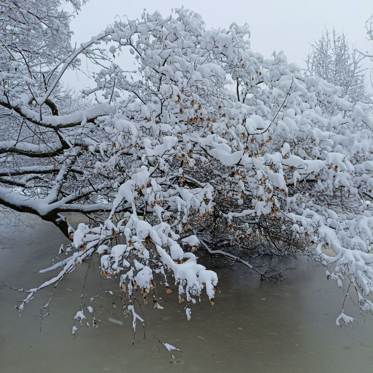 Рекорд за рекордом. Снег в Петербурге шёл 12 часов, выпало 45 % месячной нормы