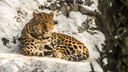 Делает кусь: в Новосибирском зоопарке дальневосточный леопард устроил игры с колесом — видео