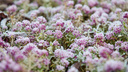 Зима близко: иней разукрасил цветы на набережной — 15 завораживающих фото
