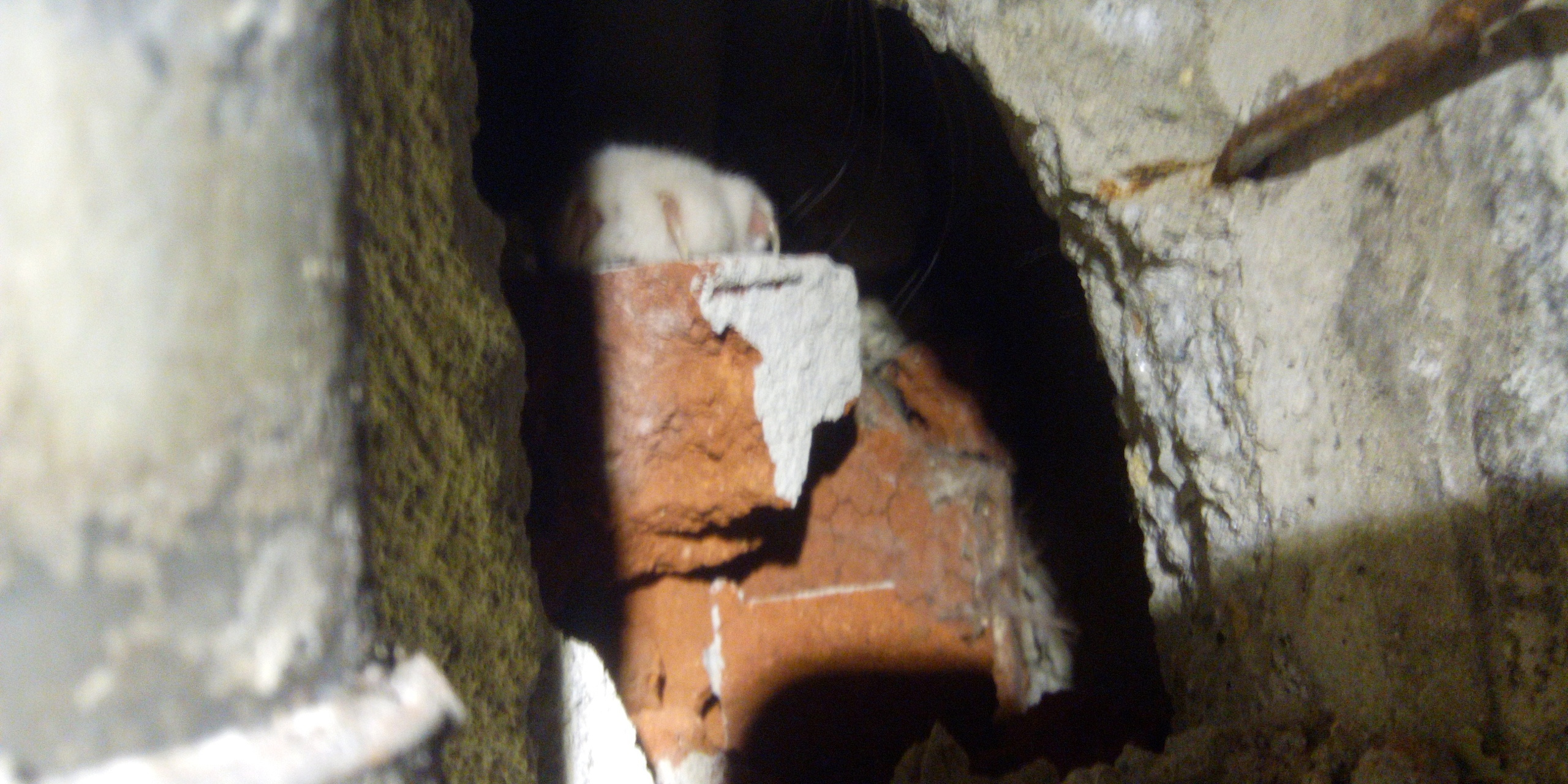 Жительница Екатеринбурга проявила героизм и решительность, чтобы спасти маленького котенка.