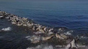 Около десятка тюленей разом свалились в море, испугавшись дрона — видео