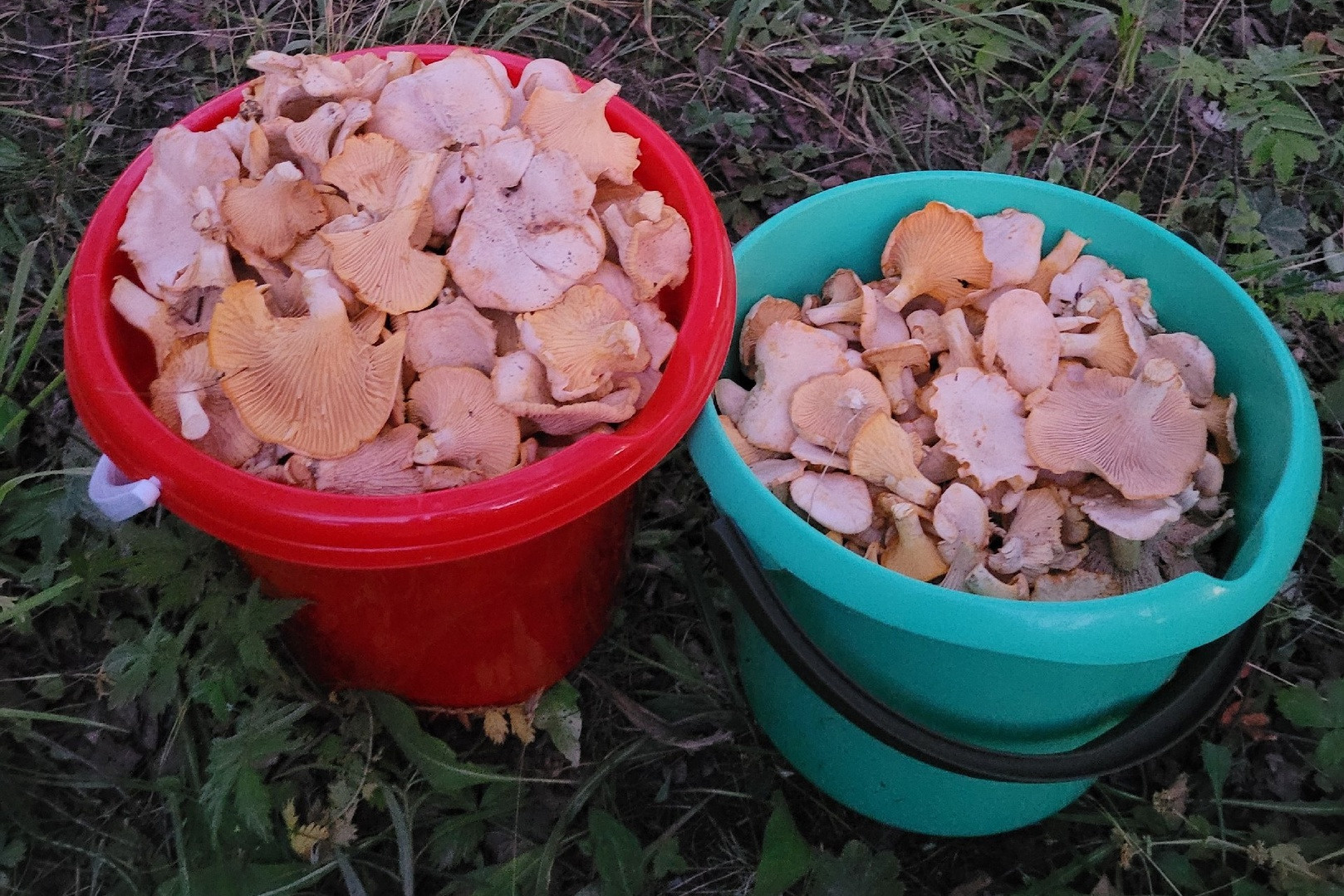 «Из гнилушки молодые вылезают». В нижегородских лесах ведрами собирают грибы — раскрываем места