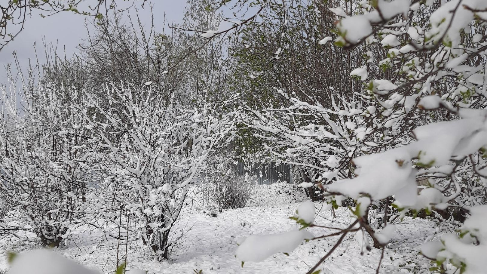 Снежный апокалипсис дойдет до Перми? Онлайн о последствиях майской непогоды