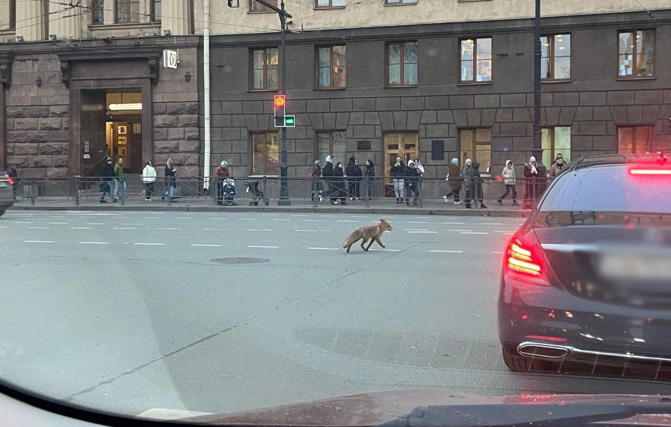 «Жмутся к человеку». Почему лисицы выходят к людям в Петербурге