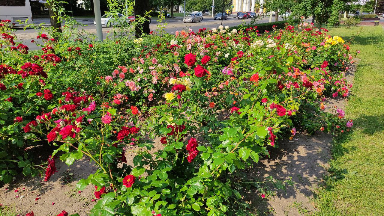 В центре Калининграда на клумбах шикарные розы. Климат позволяет такой красоте цвести летом. В Красноярске им было бы холодно