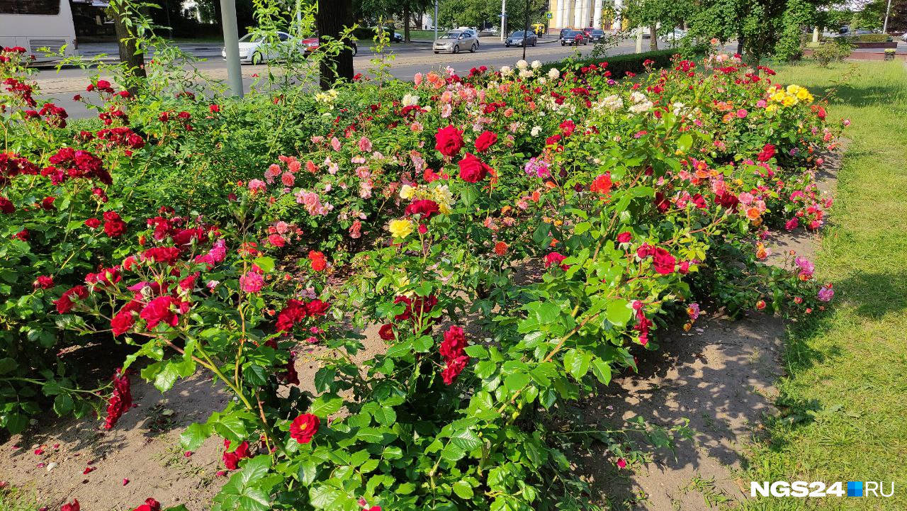 В центре Калининграда на клумбах шикарные розы. Климат позволяет такой красоте цвести летом