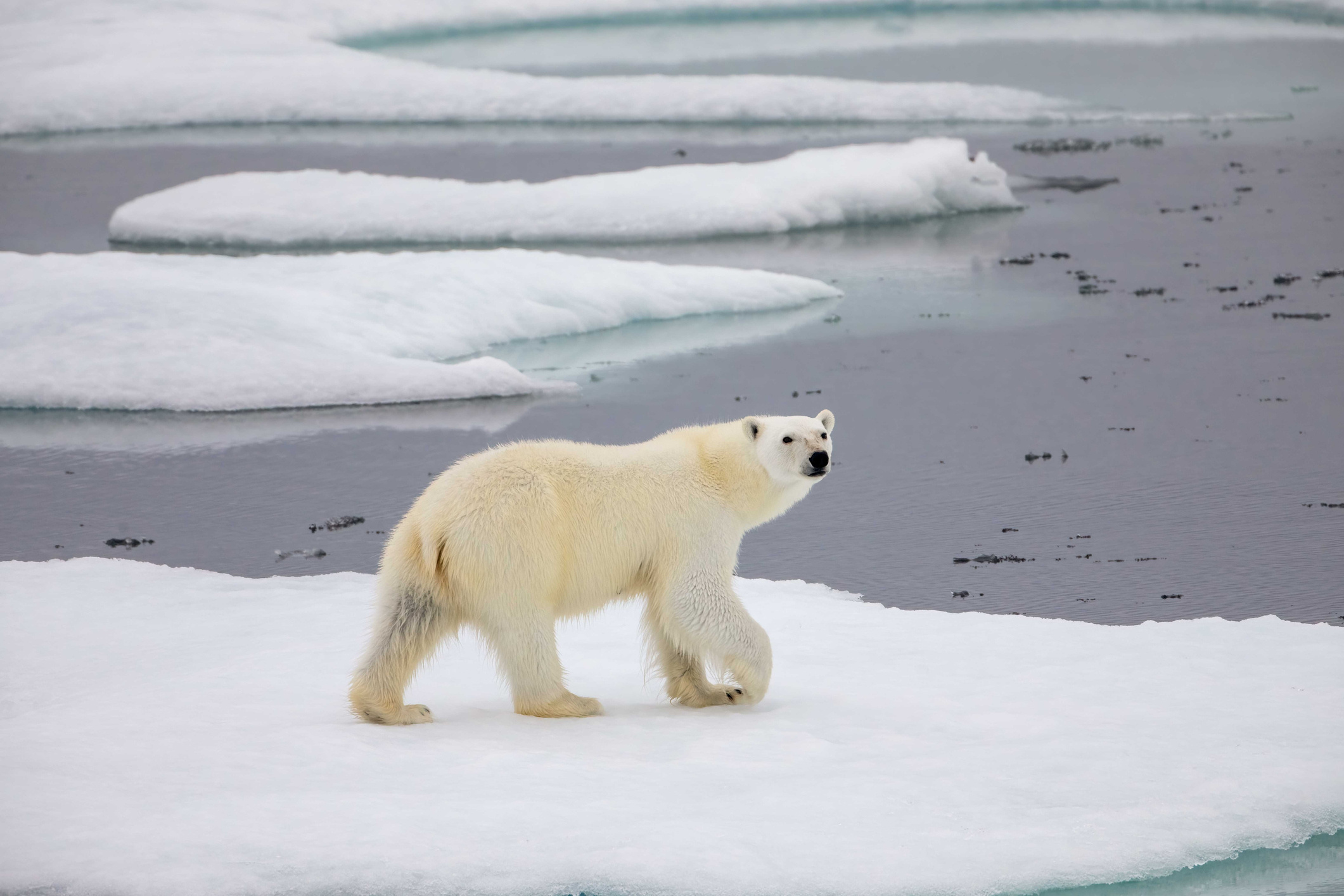 Из-за таяния льдов у белых медведей возникают сложности с привычными способами охоты