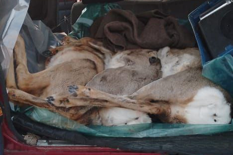 Сотрудники Ивано-Арахлейского парка в Забайкалье задержали 3 браконьеров