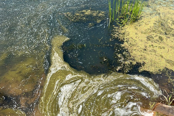 Ученый объяснил, что можно сделать с водорослями Ученый объяснил, что можно сделать с водорослями